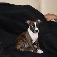 Amerikansk staffordshire terrier Belle