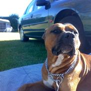 Amerikansk staffordshire terrier Micco