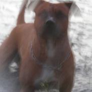 Amerikansk staffordshire terrier Micco