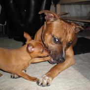 Amerikansk staffordshire terrier Micco