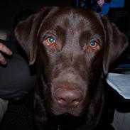 Labrador retriever Baloo