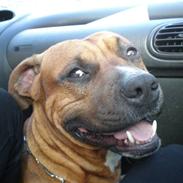 Amerikansk staffordshire terrier Micco