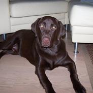 Labrador retriever Baloo