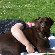 Labrador retriever Baloo