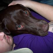 Labrador retriever Baloo