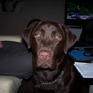 Labrador retriever Baloo