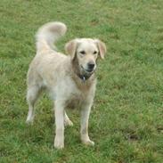 Blanding af racer Frida