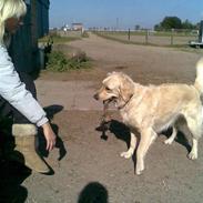 Blanding af racer Frida