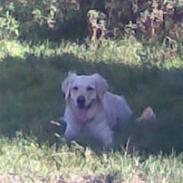 Blanding af racer Frida