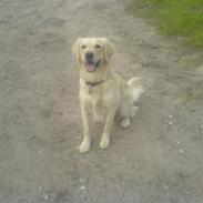 Blanding af racer Frida