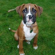 Boxer Ronja