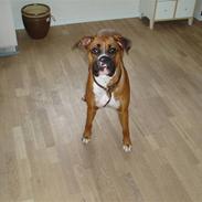 Boxer Ronja