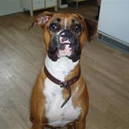 Boxer Ronja