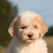 Lagotto romagnolo Ilare lapinlumon