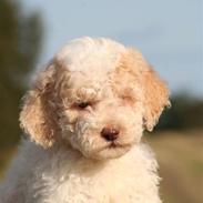 Lagotto romagnolo Ilare lapinlumon