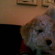 Lagotto romagnolo Ilare lapinlumon