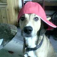 Blanding af racer Carlo