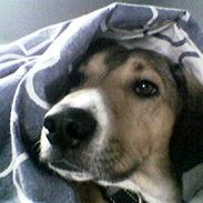 Blanding af racer Carlo