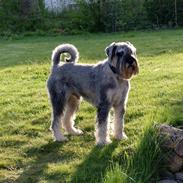 Mellemschnauzer Rabjerg's Skywalker