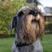 Mellemschnauzer Rabjerg's Skywalker