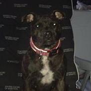 Staffordshire bull terrier Chanell