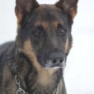 Schæferhund Kustmarken´s Masja