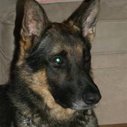 Schæferhund Kustmarken´s Masja