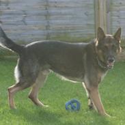 Schæferhund Kustmarken´s Masja