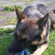 Schæferhund Kustmarken´s Masja