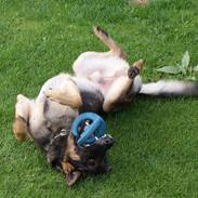 Schæferhund Kustmarken´s Masja