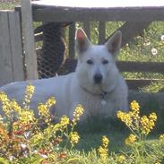 Hvid schæfer <3 snebold <3