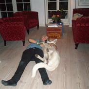 Hvid schæfer <3 snebold <3