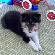 Shetland sheepdog philipa 