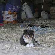 Shetland sheepdog philipa 