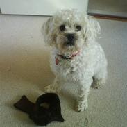 Blanding af racer Mollie