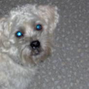 Blanding af racer Mollie