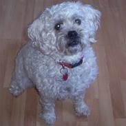 Blanding af racer Mollie