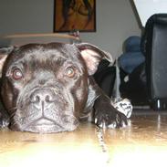 Staffordshire bull terrier Stella