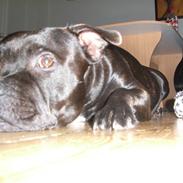 Staffordshire bull terrier Stella