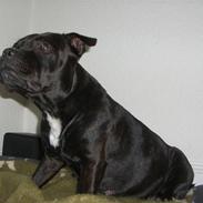 Staffordshire bull terrier Stella