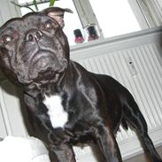 Staffordshire bull terrier Stella