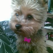 Yorkshire terrier Malou