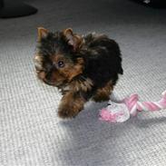 Yorkshire terrier Malou