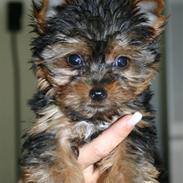 Yorkshire terrier Malou