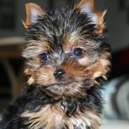 Yorkshire terrier Malou