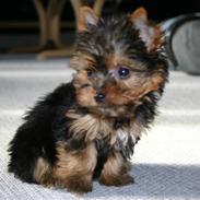 Yorkshire terrier Malou