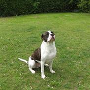 Amerikansk bulldog Bailey