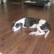 Amerikansk bulldog Bailey