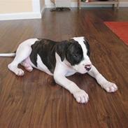Amerikansk bulldog Bailey