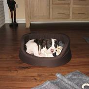 Amerikansk bulldog Bailey